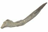 Hadrosaur (Hypacrosaur) Left Ilium with Metal Stand - Montana #165945-4